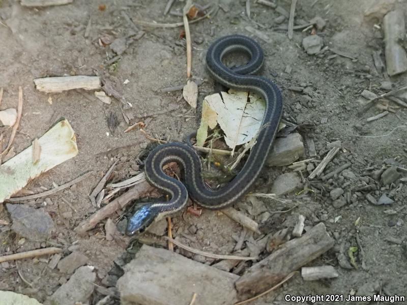 Northwestern Gartersnake (Thamnophis ordinoides)