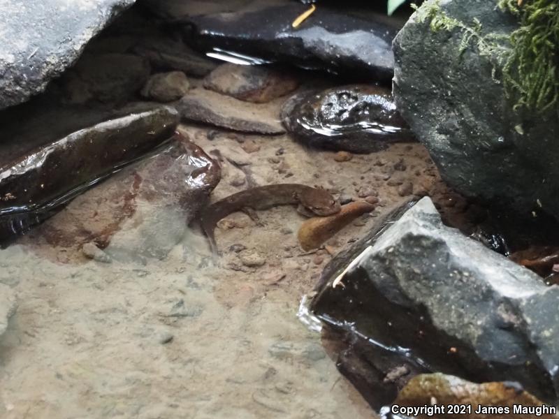 Coastal Giant Salamander (Dicamptodon tenebrosus)