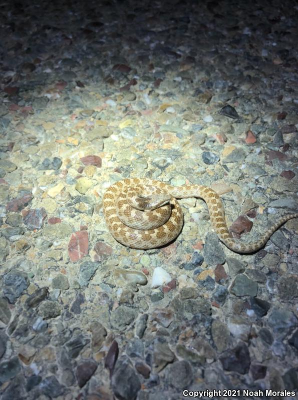 California Nightsnake (Hypsiglena ochrorhyncha nuchalata)