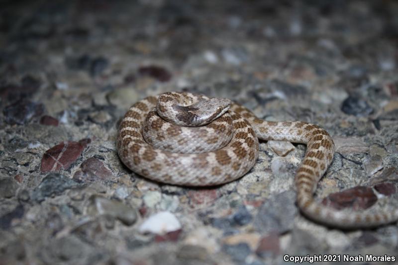 California Nightsnake (Hypsiglena ochrorhyncha nuchalata)