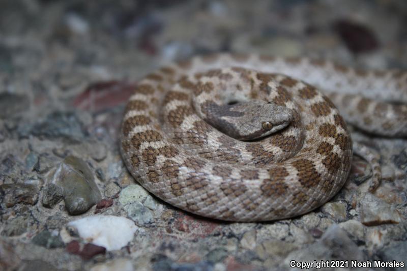 California Nightsnake (Hypsiglena ochrorhyncha nuchalata)