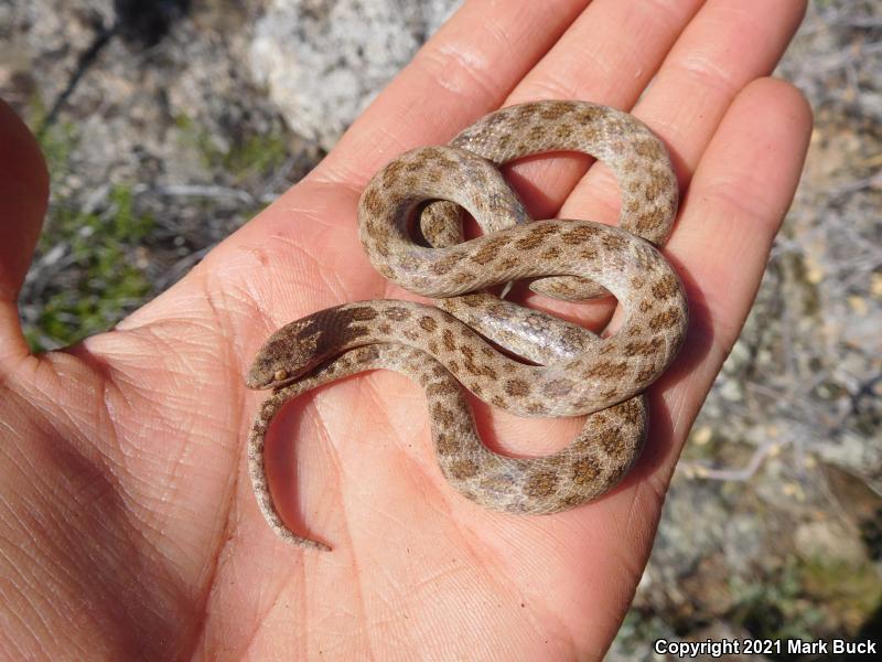 California Nightsnake (Hypsiglena ochrorhyncha nuchalata)