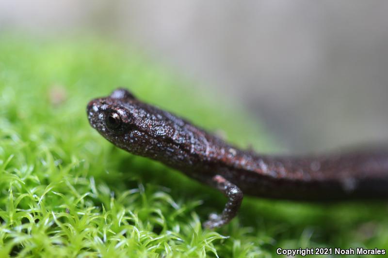 Kings River Slender Salamander (Batrachoseps regius)