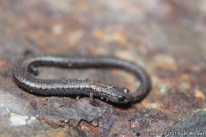 Kings River Slender Salamander (Batrachoseps regius)