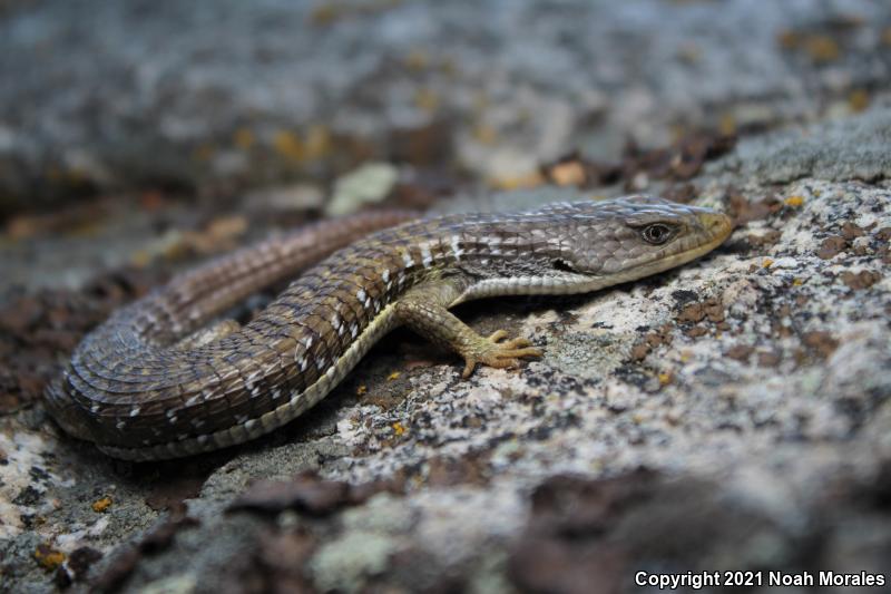 Sierra Alligator Lizard (Elgaria coerulea palmeri)