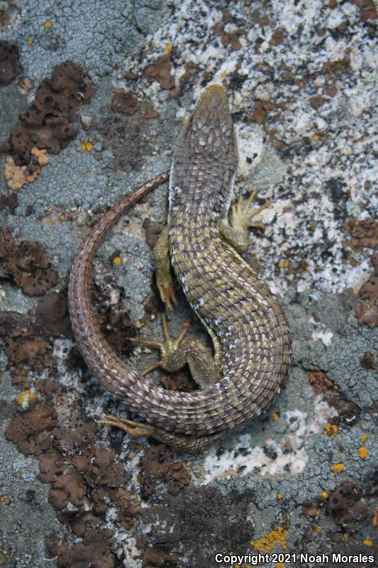 Sierra Alligator Lizard (Elgaria coerulea palmeri)