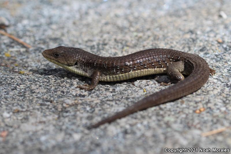 Sierra Alligator Lizard (Elgaria coerulea palmeri)