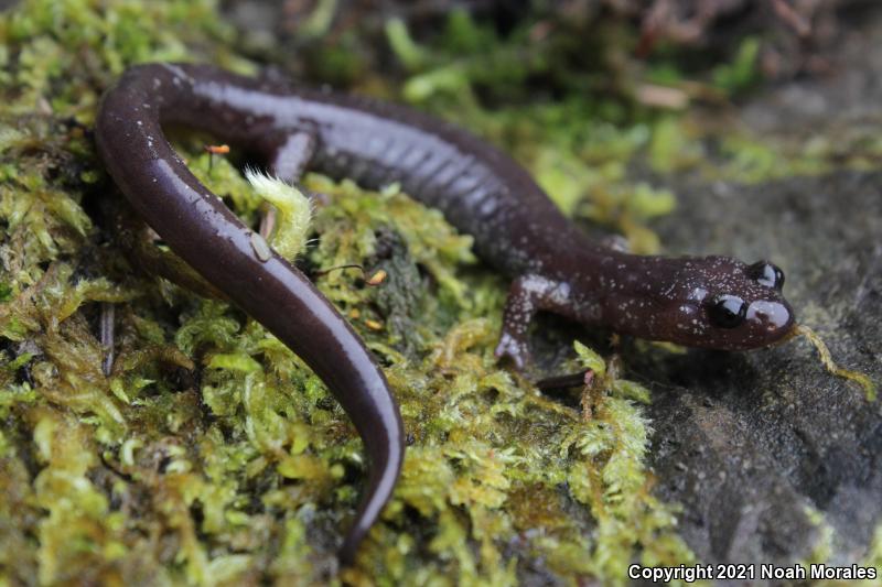 Siskiyou Mountains Salamander (Plethodon stormi)