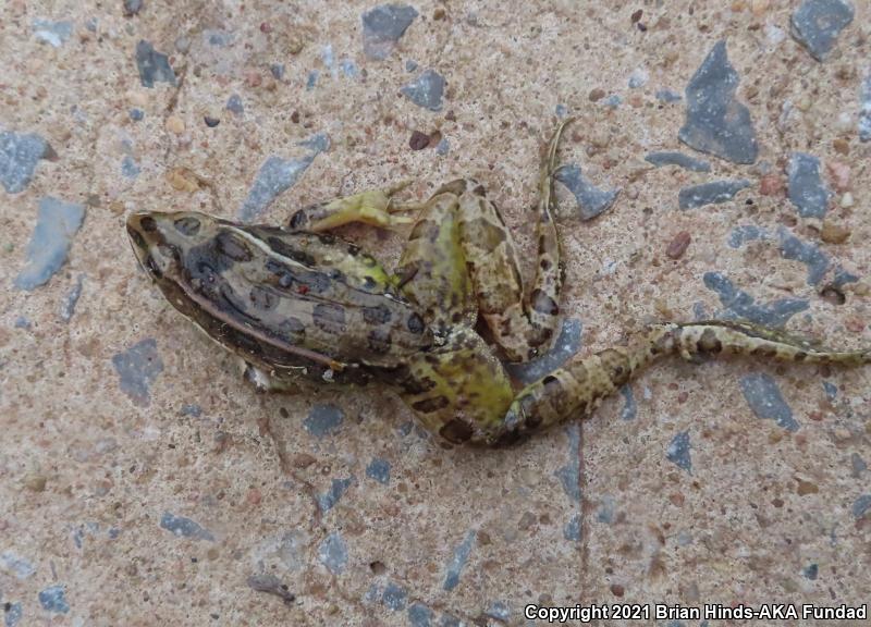 Plains Leopard Frog (Lithobates blairi)