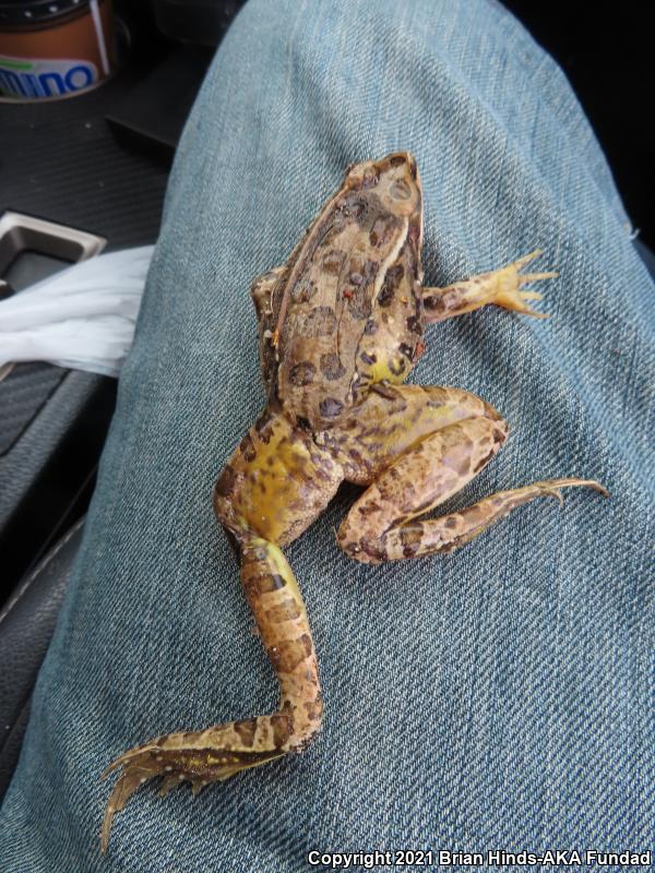 Plains Leopard Frog (Lithobates blairi)