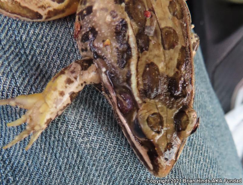 Plains Leopard Frog (Lithobates blairi)