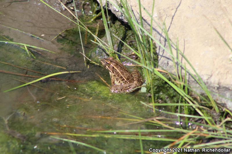 Plains Leopard Frog (Lithobates blairi)