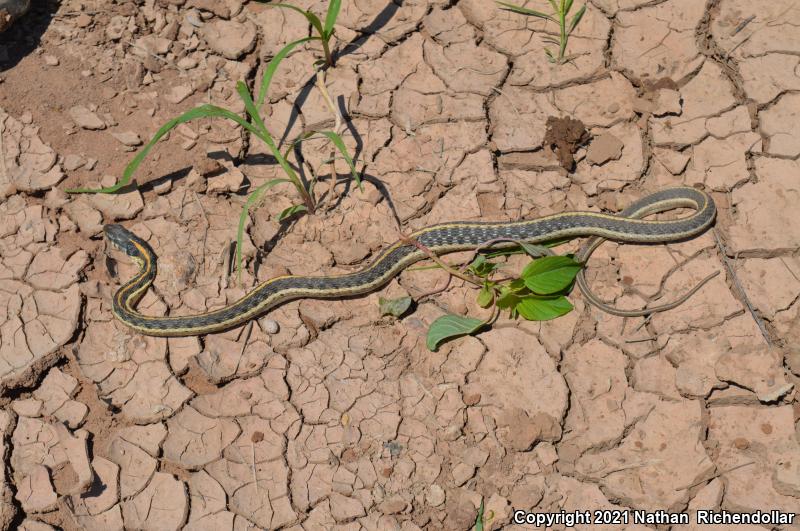 Black-necked Gartersnake (Thamnophis cyrtopsis)