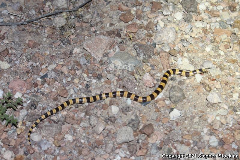 Nevada Shovel-nosed Snake (Chionactis occipitalis talpina)