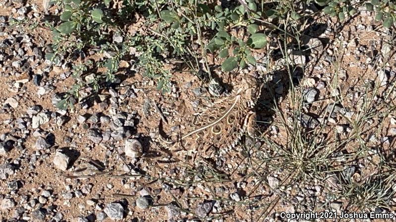 Texas Horned Lizard (Phrynosoma cornutum)