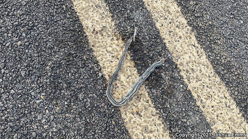 Mountain Patch-nosed Snake (Salvadora grahamiae grahamiae)