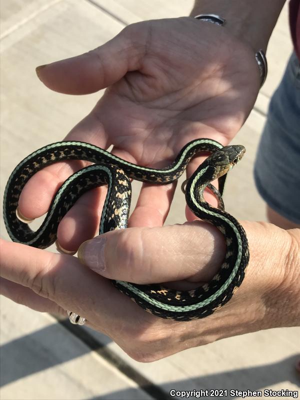 Northwestern Gartersnake (Thamnophis ordinoides)