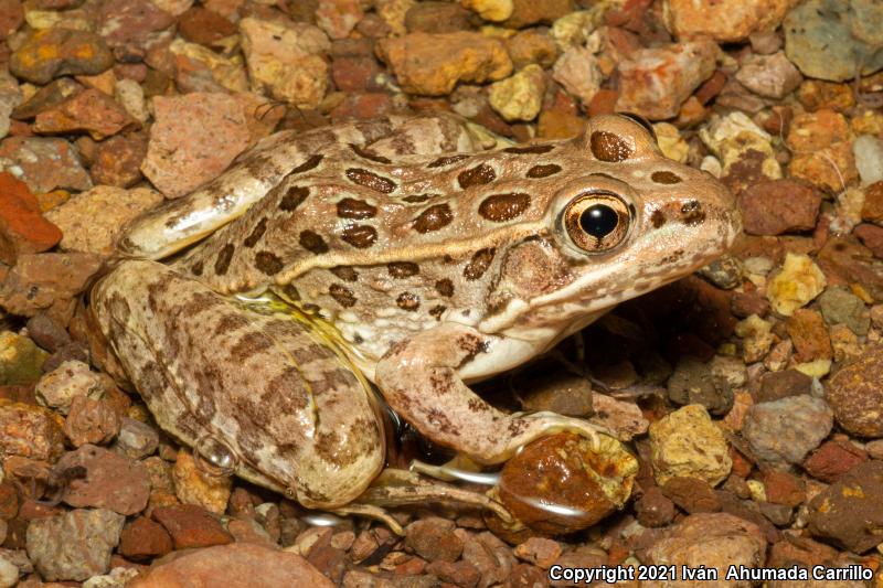 Northwest Mexico Leopard Frog (Lithobates magnaocularis)