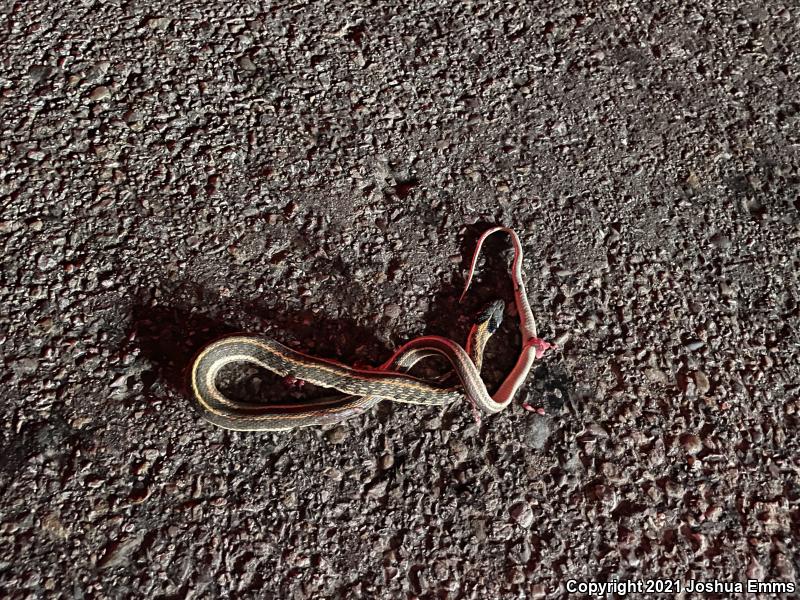 Western Black-necked Gartersnake (Thamnophis cyrtopsis cyrtopsis)