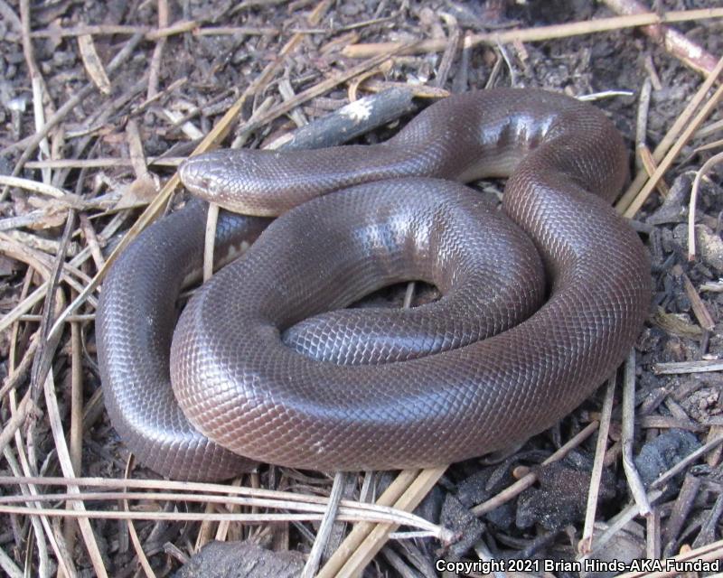 Southern Rubber Boa (Charina umbratica)