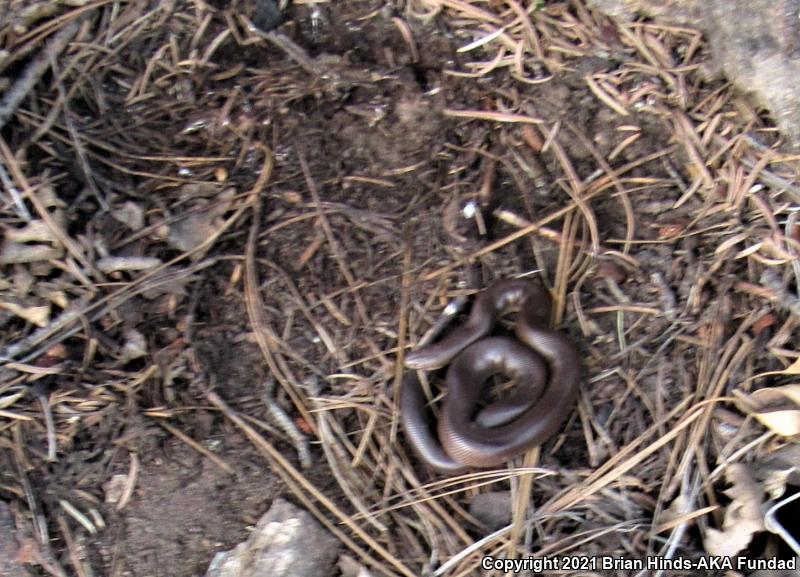 Southern Rubber Boa (Charina umbratica)