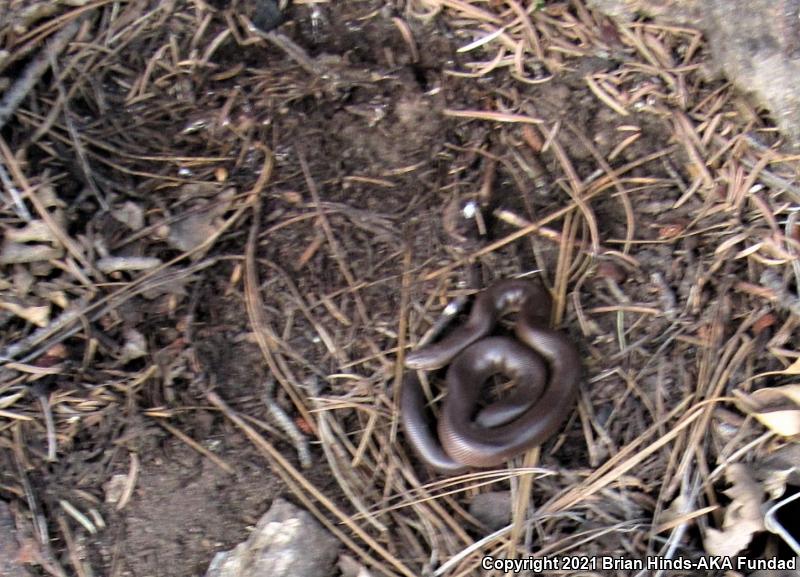 Southern Rubber Boa (Charina umbratica)