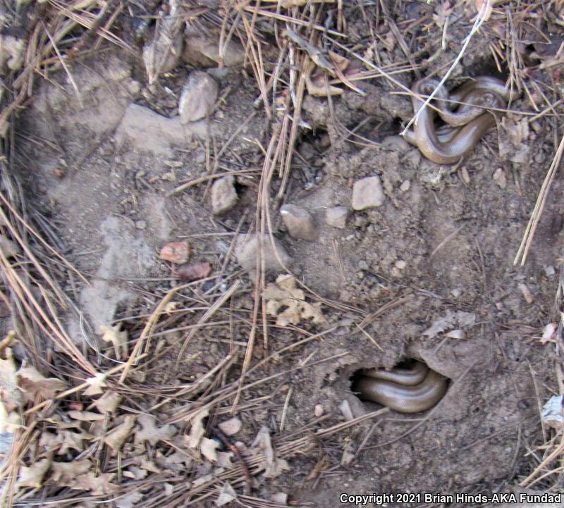 Southern Rubber Boa (Charina umbratica)