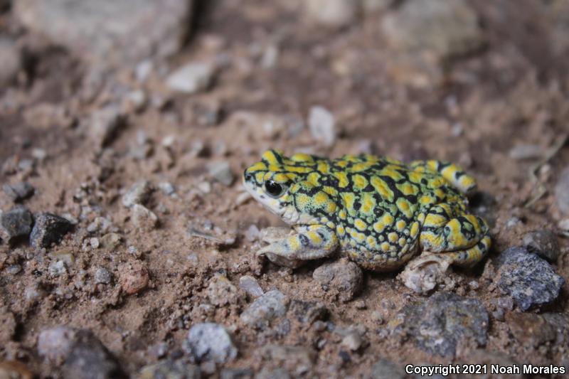 Sonoran Green Toad (Anaxyrus retiformis)