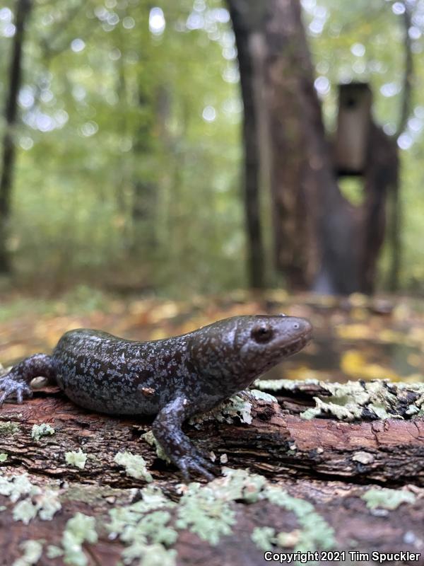 Mole Salamander (Ambystoma talpoideum)