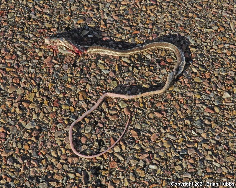 Striped Whipsnake (Coluber taeniatus)