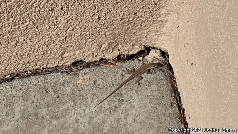 Schott's Tree Lizard (Urosaurus ornatus schottii)