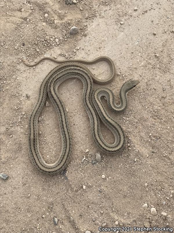 Mojave Patch-nosed Snake (Salvadora hexalepis mojavensis)