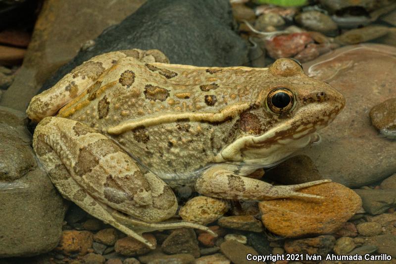 Rio Grande Leopard Frog (Lithobates berlandieri)