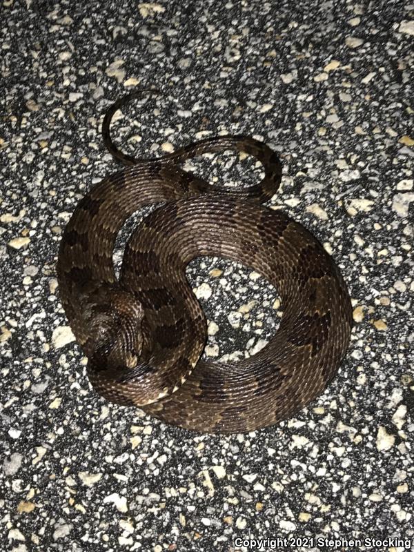 Brown Watersnake (Nerodia taxispilota)