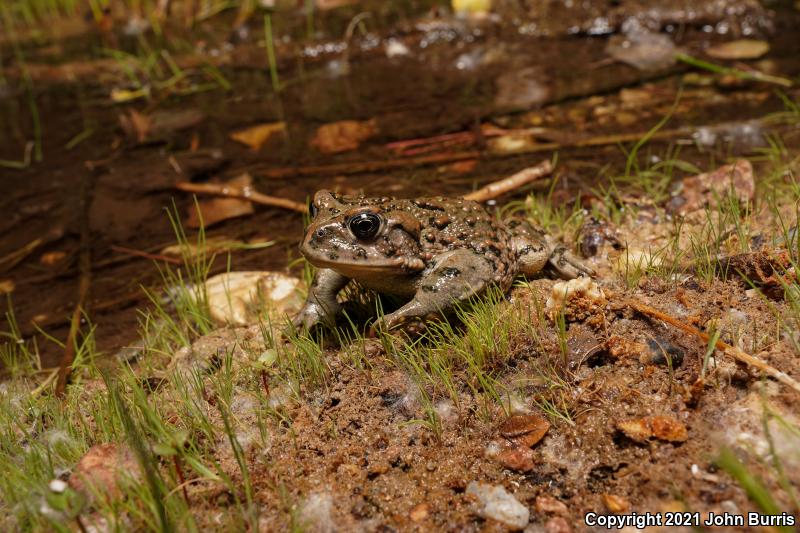 Amargosa Toad (Anaxyrus nelsoni)