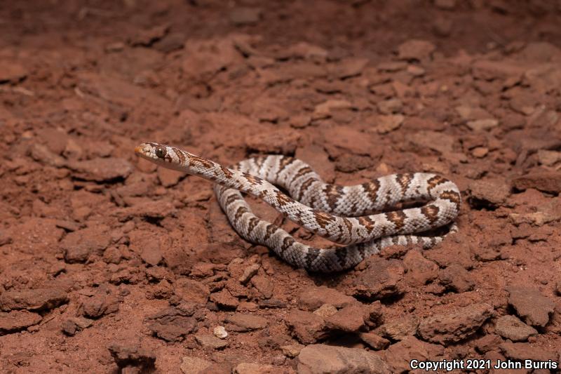 Sonoran Lyresnake (Trimorphodon biscutatus lambda)