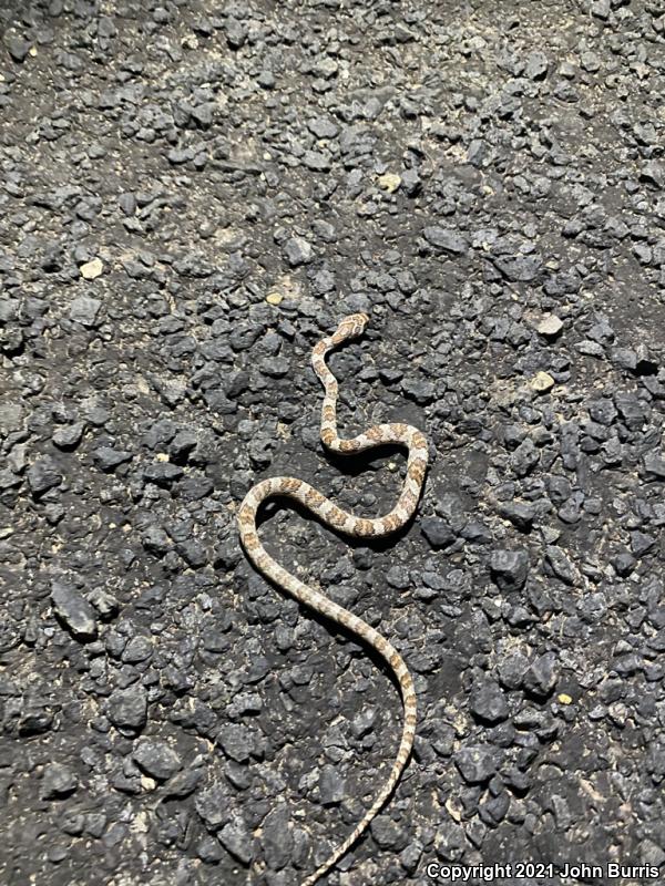 Sonoran Lyresnake (Trimorphodon biscutatus lambda)