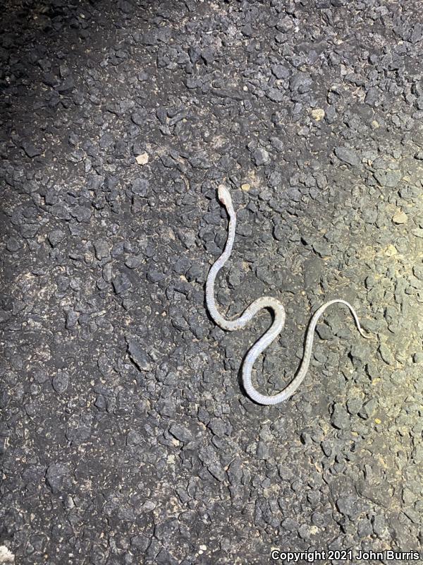 Sonoran Lyresnake (Trimorphodon biscutatus lambda)