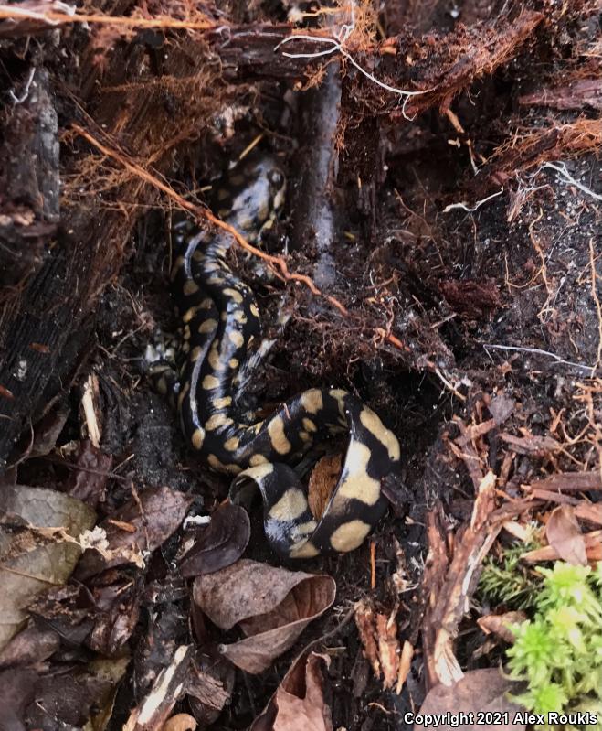 Eastern Tiger Salamander (Ambystoma tigrinum)