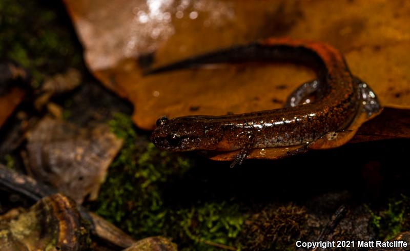 Webster's Salamander (Plethodon websteri)