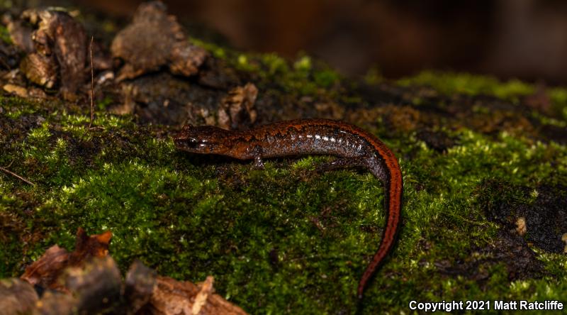 Webster's Salamander (Plethodon websteri)