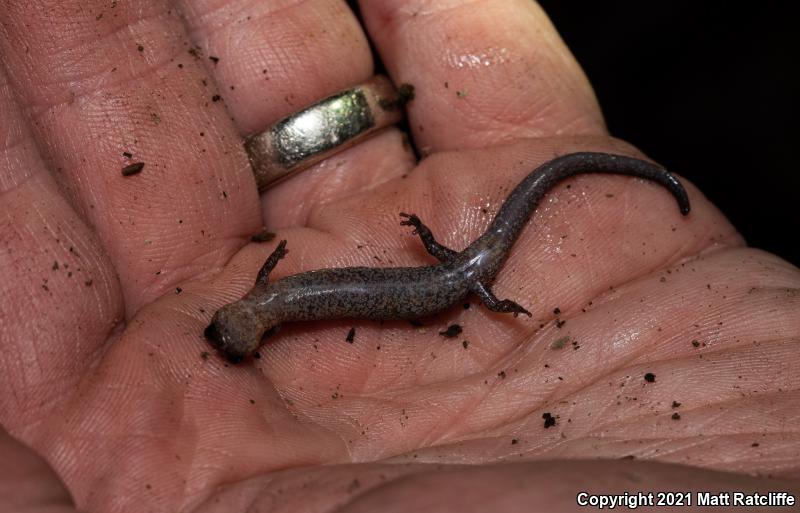 Webster's Salamander (Plethodon websteri)