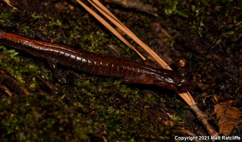 Webster's Salamander (Plethodon websteri)