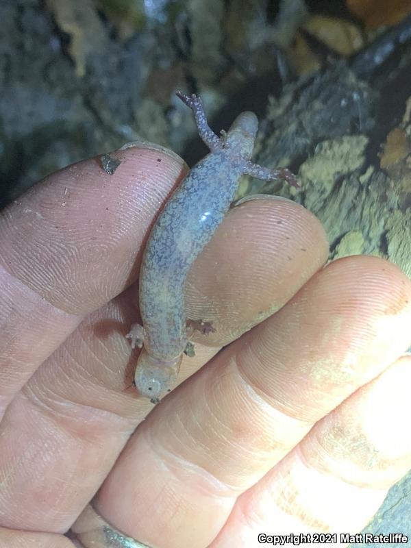 Webster's Salamander (Plethodon websteri)