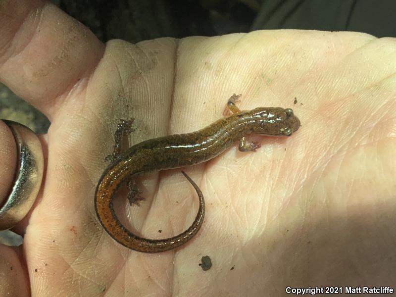 Webster's Salamander (Plethodon websteri)