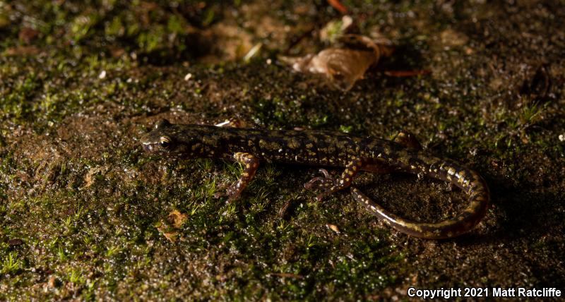 Green Salamander (Aneides aeneus)