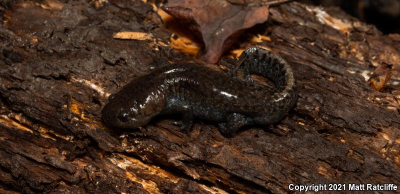 Mole Salamander (Ambystoma talpoideum)