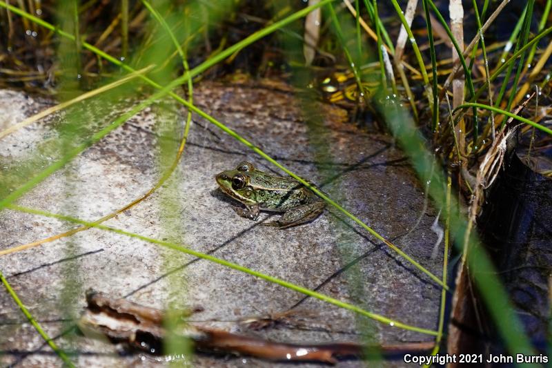 Relict Leopard Frog (Lithobates onca)