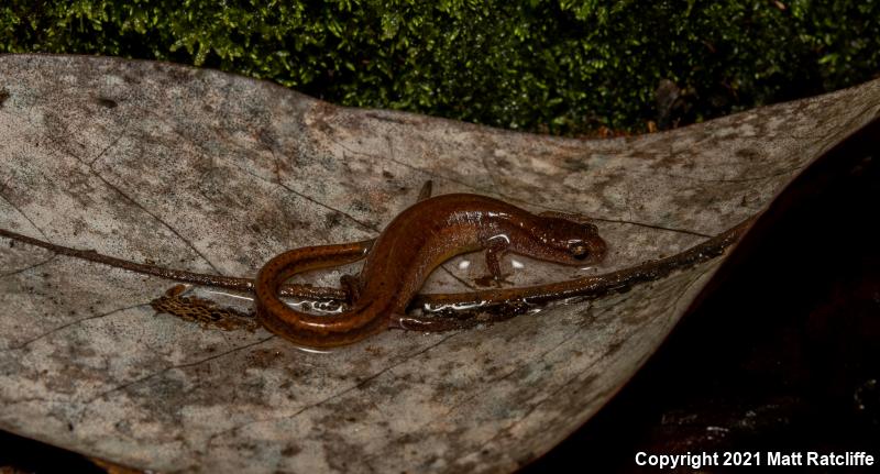 Dwarf Salamander (Eurycea quadridigitata)