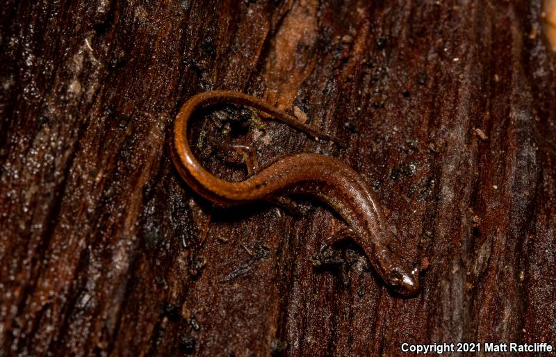 Dwarf Salamander (Eurycea quadridigitata)